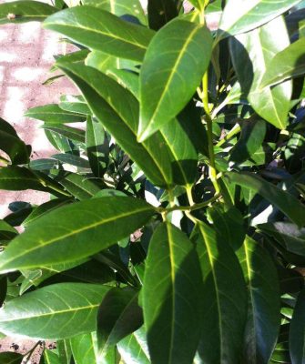 Kirschlorbeer Prunus Laurocerasus kaufen